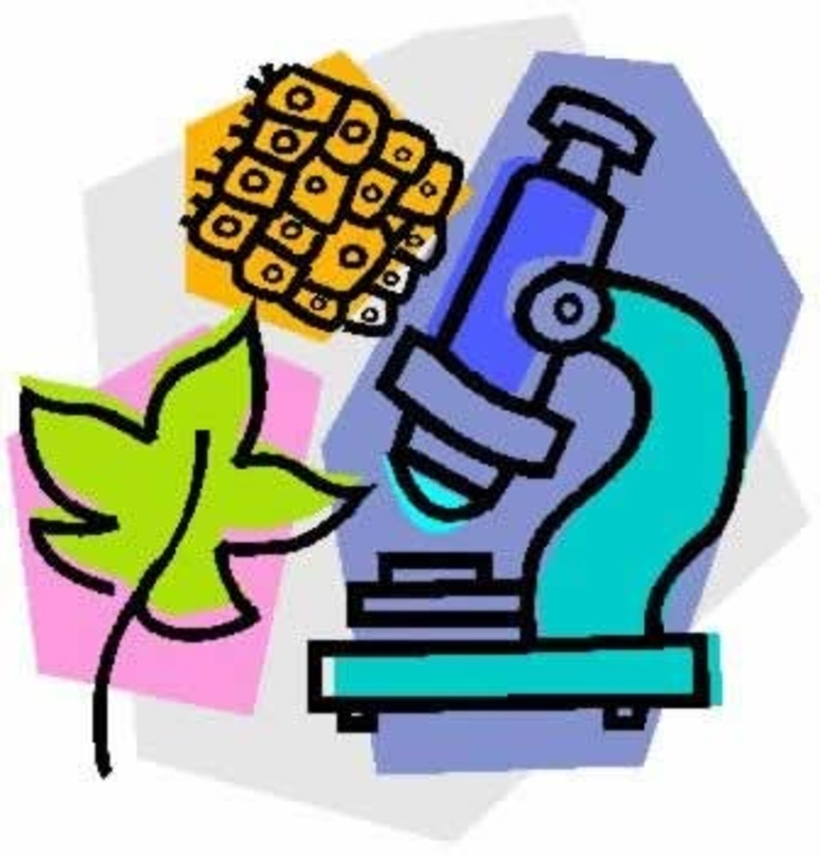 <p>biology</p>