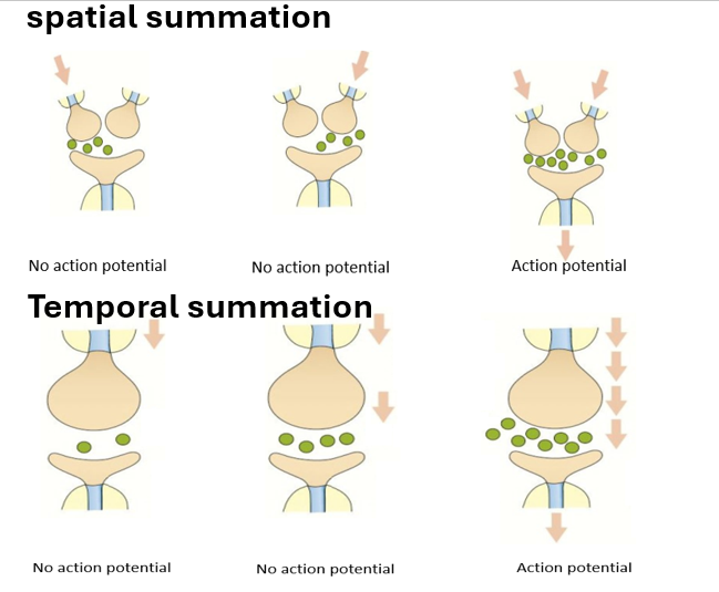 <p><strong>spatial summation</strong></p><p>-<span><u><span>multiple presynaptic neurones</span></u><span> release neurotransmitters onto a postsynaptic neurone at the </span></span>same time→ <span><span>the combined effect of the neurotransmitters reaches the threshold to trigger an action potential in the postsynaptic neurone</span></span></p><p><strong>temporal summation</strong></p><p>-<u>multiple impulses arrive in quick succession</u><span><span> from the same presynaptic neurone→ makes an action potential </span></span>more likely<span><span> as </span></span>more neurotransmitter<span><span> is released into the </span></span>synaptic cleft.</p>