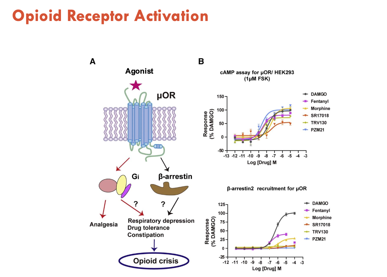 <p>Activate two pathways:</p><ol><li><p>Gi → analgesia</p></li><li><p>β-arrestin → respiratory depression, drug tolerance, constipation → opioid crisis</p><ul><li><p>therefore, activation of this pathway is trying to be inhibited</p></li><li><p>changes in receptor activation may allow design of opioids with less side effects</p></li></ul></li></ol><p></p>