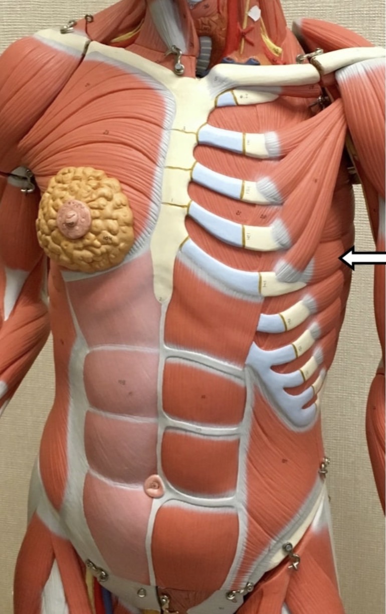 <p><span>Name the muscle labeled with the white arrow below.</span></p>