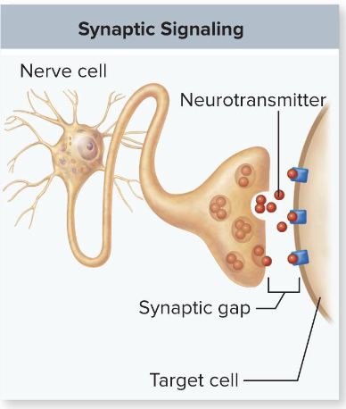 <p>neurotransmitters released from neuron travels across synapse to neighboring neuron</p>