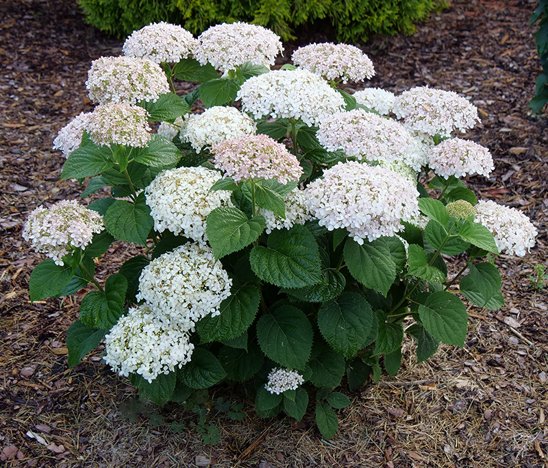 Smooth hydrangea
