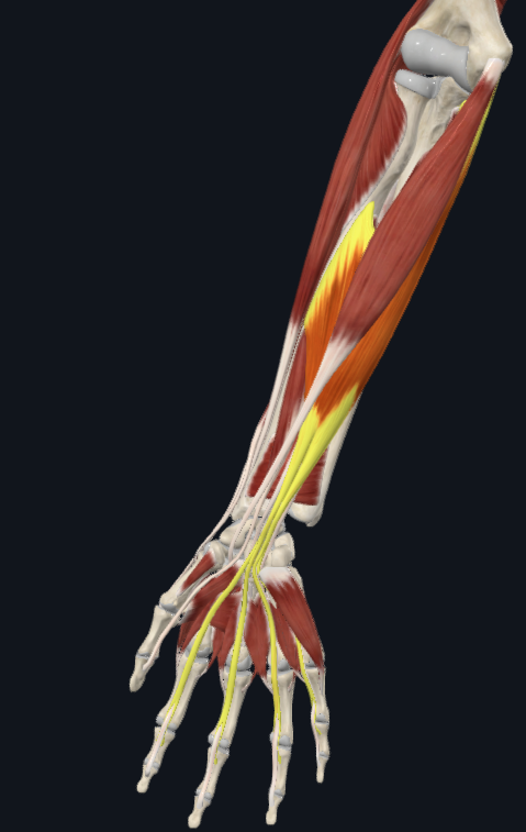 <p>What muscle is this</p>
