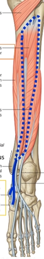 <p>Name this muscle </p>