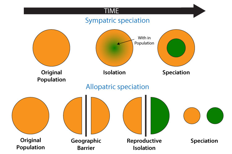 <p><span>The evolution of a new species from a surviving ancestral species while both continue to inhabit the same geographic region.&nbsp;</span></p><ul><li><p>occurs when members of a species that are within the same range diverge into two or more different species even though there are no physical barriers stopping them from breeding</p><ul><li><p><span style="background-color: transparent;"><span>there are no geographic barriers preventing gene flow&nbsp;</span></span></p></li></ul></li><li><p>Can occur due to polyploidy, hybrid speciation, adaptation to local environments, and sexual selection.</p></li></ul><img src="https://www.pathwayz.org/Node/Image/url/aHR0cHM6Ly9pLmltZ3VyLmNvbS9MRGN4c2tlLnBuZz8x" data-width="100%" data-align="center" alt="EVOLUTION / ALLOPATRIC &amp; SYMPATRIC SPECIATION - Pathwayz"><p></p>