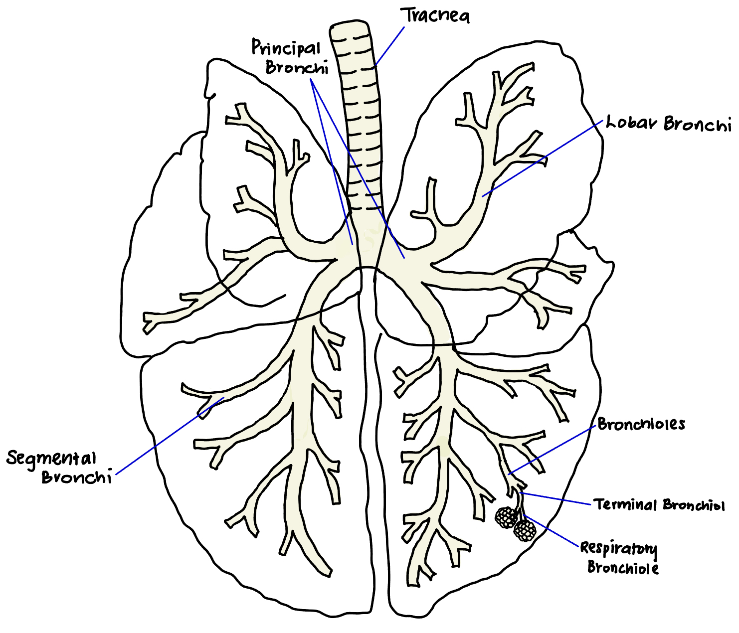<p><strong><u>Begins at:</u> </strong><span style="color: blue"><strong>Bifurcation</strong></span><strong> </strong>of <span style="color: blue"><strong>trachea</strong></span><strong> </strong></p><ul><li><p><strong><u>Forming:</u> </strong><span style="color: blue"><strong>Right</strong></span><strong> </strong>and<span style="color: blue"> <strong>left principal bronchus</strong></span></p></li></ul><p><strong><u>What special bronchus is present in pigs and ruminants:</u> </strong><span style="color: blue"><strong>Tracheal bronchus</strong></span></p><ul><li><p><strong><u>Function:</u> </strong>Supplies the <span style="color: blue"><strong>cranial lobe </strong></span>of the <span style="color: blue"><strong>right lung</strong></span></p></li></ul><p><strong><u>What do the principal bronchi divide into:</u> </strong><span style="color: blue"><strong>Lobar bronchi</strong></span></p><ul><li><p><strong><u>Function:</u> </strong>Each supply a <span style="color: blue"><strong>lung lobe</strong></span></p></li></ul><p><strong><u>What are segmental bronchi:</u> </strong><span style="color: blue"><strong>Tertiary bronchi </strong></span></p><ul><li><p><strong><u>Location:</u> </strong><span style="color: blue"><strong>Within lung lobes</strong></span><strong> </strong>and <span style="color: blue"><strong>branch</strong></span><strong> </strong>from <span style="color: blue"><strong>lobar bronchi</strong></span></p></li></ul><p><strong><u>Flow chart of bronchus organisation:</u> </strong><span style="color: blue"><strong>Trachea</strong></span><strong> </strong>—&gt; <span style="color: blue"><strong>Primary bronchi </strong></span>—&gt; <span style="color: blue"><strong>Lobar Bronchi</strong></span><strong> </strong>—&gt; <span style="color: blue"><strong>Segmental Bronchi </strong></span></p><p><span><strong><u>Walls of bronchi are supported by:</u> </strong></span><span style="color: blue"><strong>Cartilaginous plates </strong></span></p>
