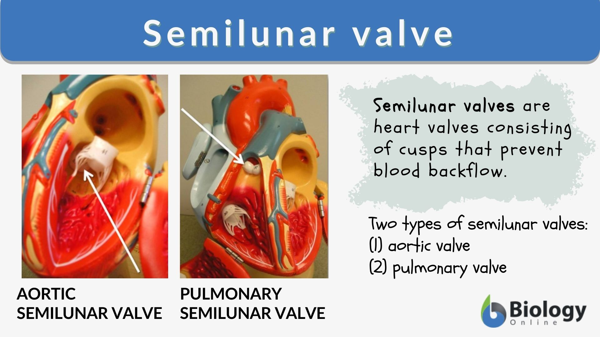 <p>prevent backflow of blood going back to ventricle in the conus arteriosus </p>
