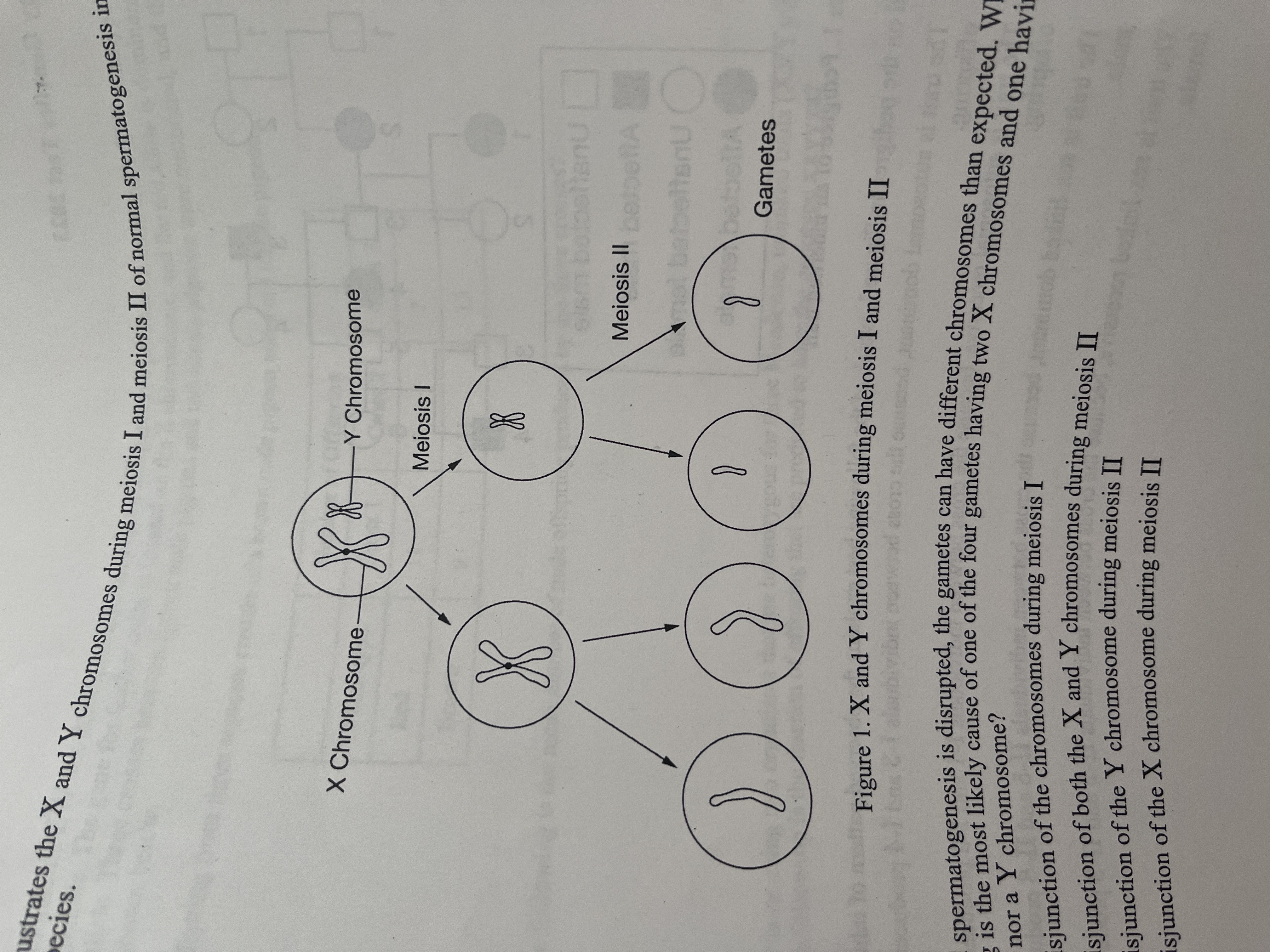 <p><span>If the normal spermatogenesis is disrupted, the gametes can have different chromosomes than expected. Which the following is the most likely cause of one of the four gametes having two X chromosomes and one having neither an X nor a Y chromosome?</span></p>