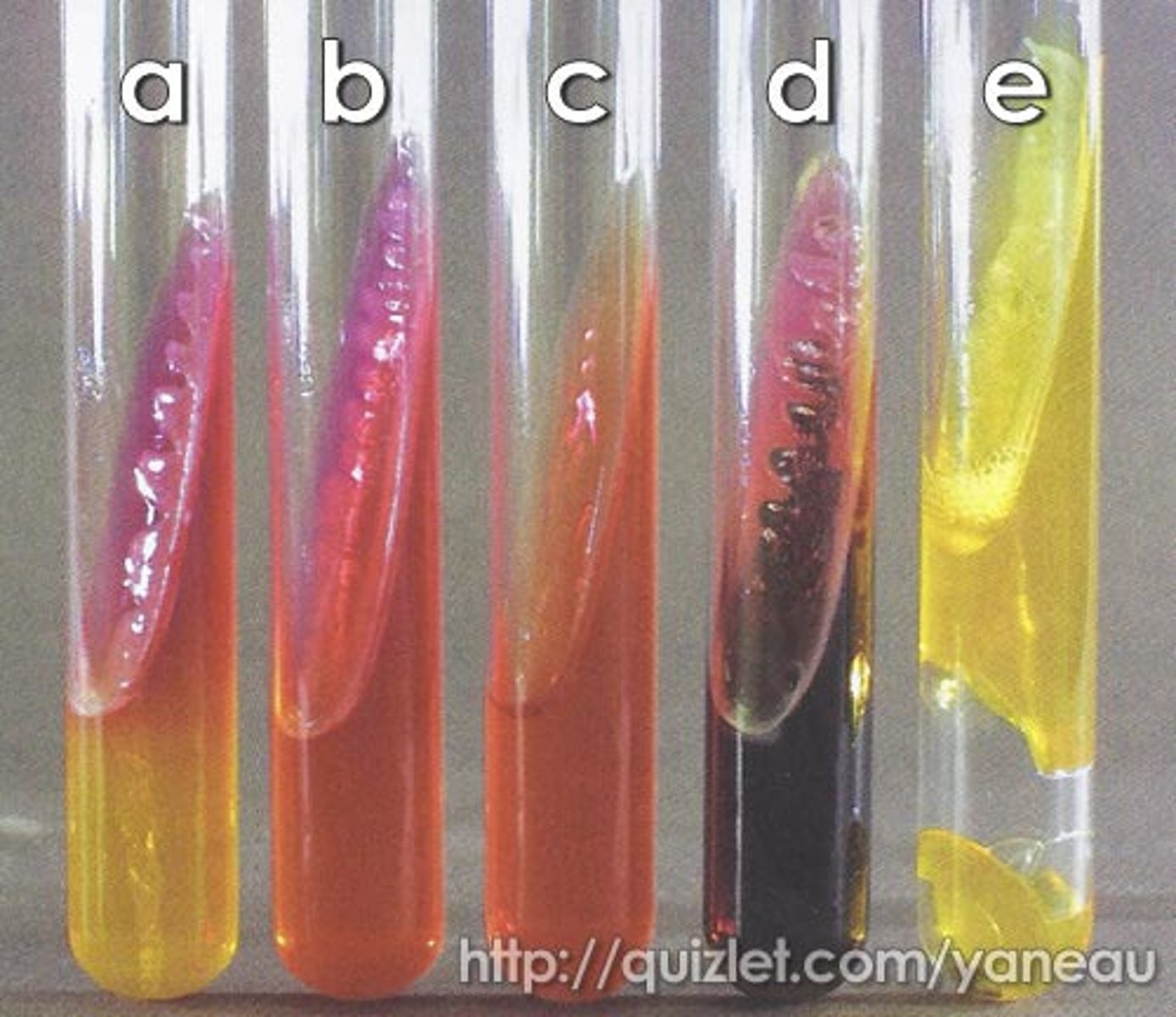 <p>Differential Medium ONLY</p><p>Differentiates organisms based on the ability to reduce sulfur and ferment carbohydrates (glucose, lactose, sucrose).</p><p>Yellow = acidic</p><p>Pink = basic</p><p>Differentiates Enterobacteriaceae from other Gram (-) rods like Pseudomonas aeruginosa</p>