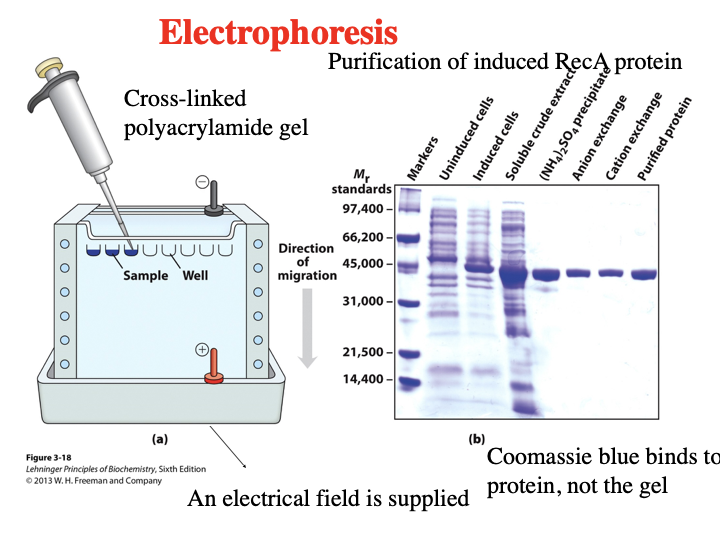 <p>What is Electrophoresis? What is it checking in this image? </p>