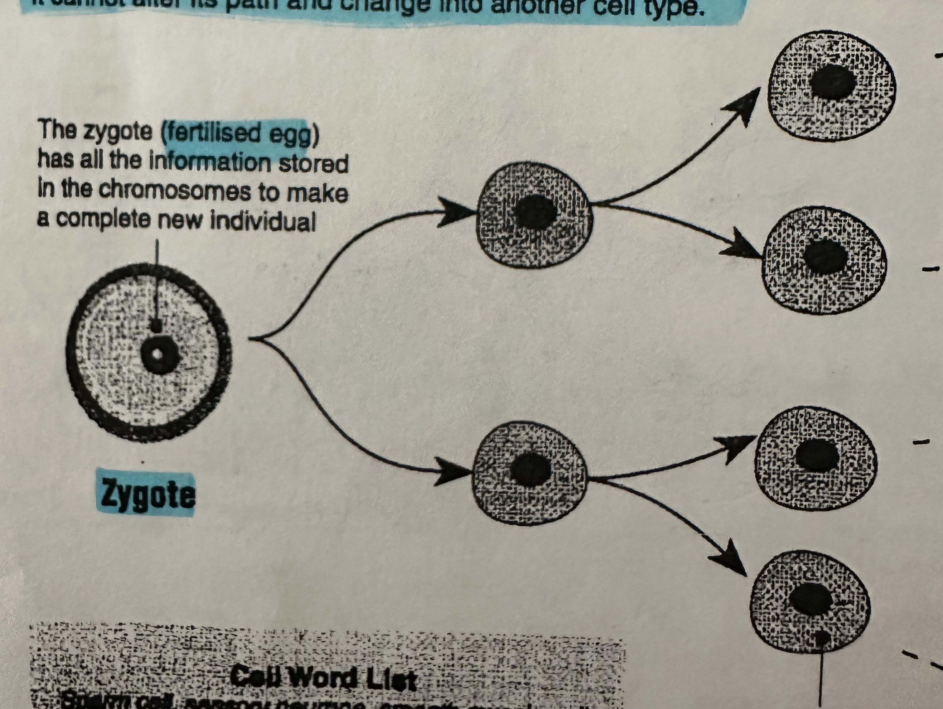 <p>When cells reach a certain size, it divides to maintain a workable surface area to volume ratio, into TWO DAUGHTER cells. They then also do the same.</p>
