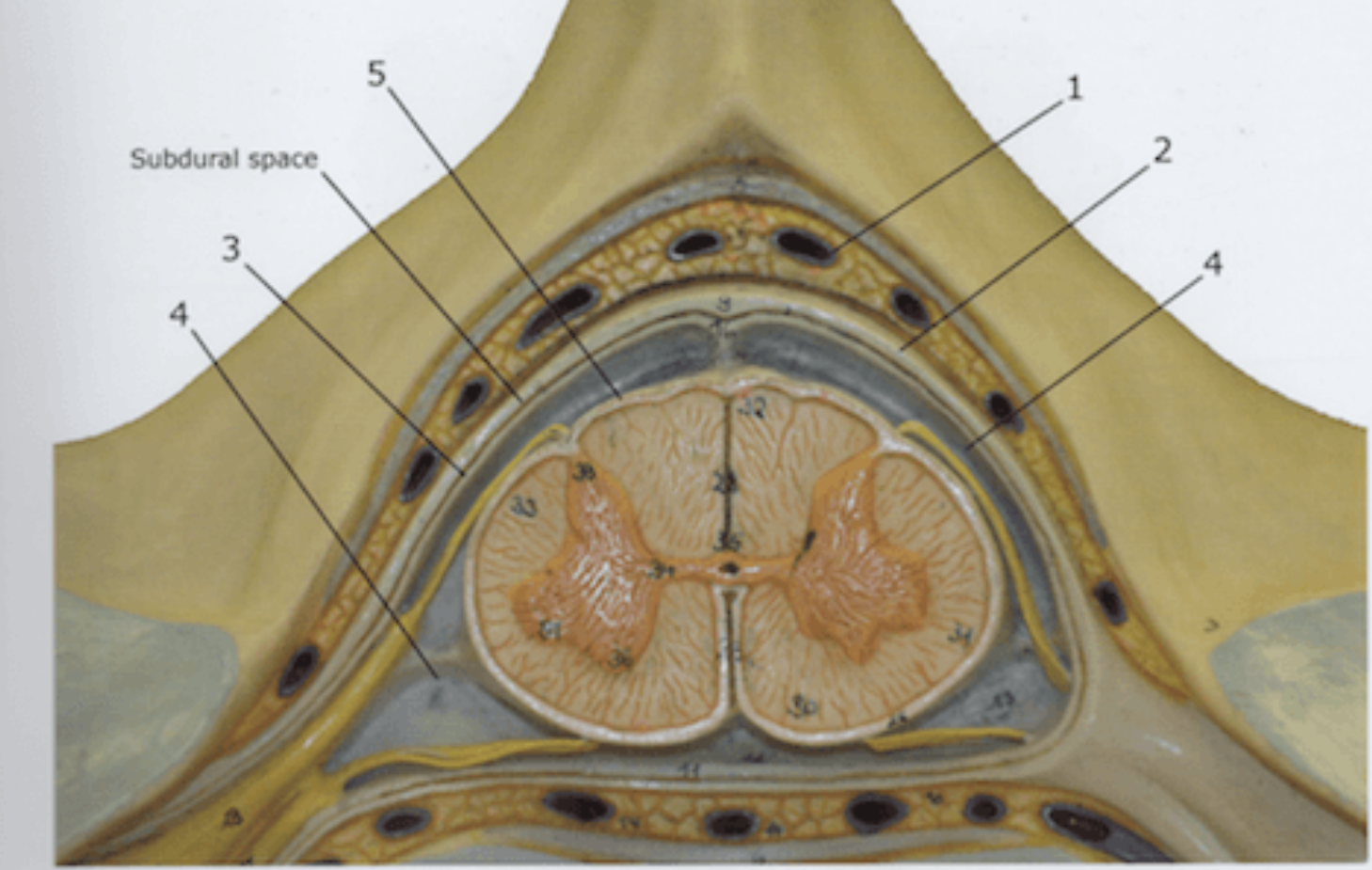 <p>pia mater, subarachnoid space, arachnoid mater, dura mater</p>