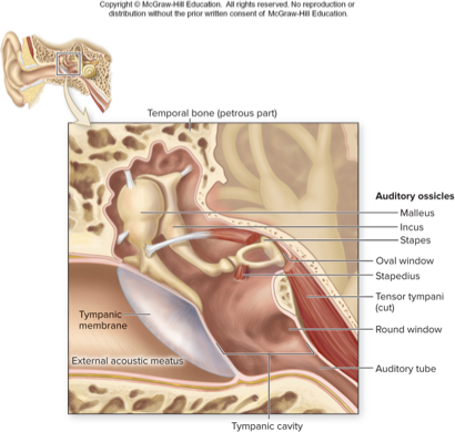 <p>what part of the ear does this describe:</p><p>contains air-filled tympanic cavity</p><p>bony wall separates it from inner ear: oval and round window</p><p>contains auditory tube and auditory ossicles</p>