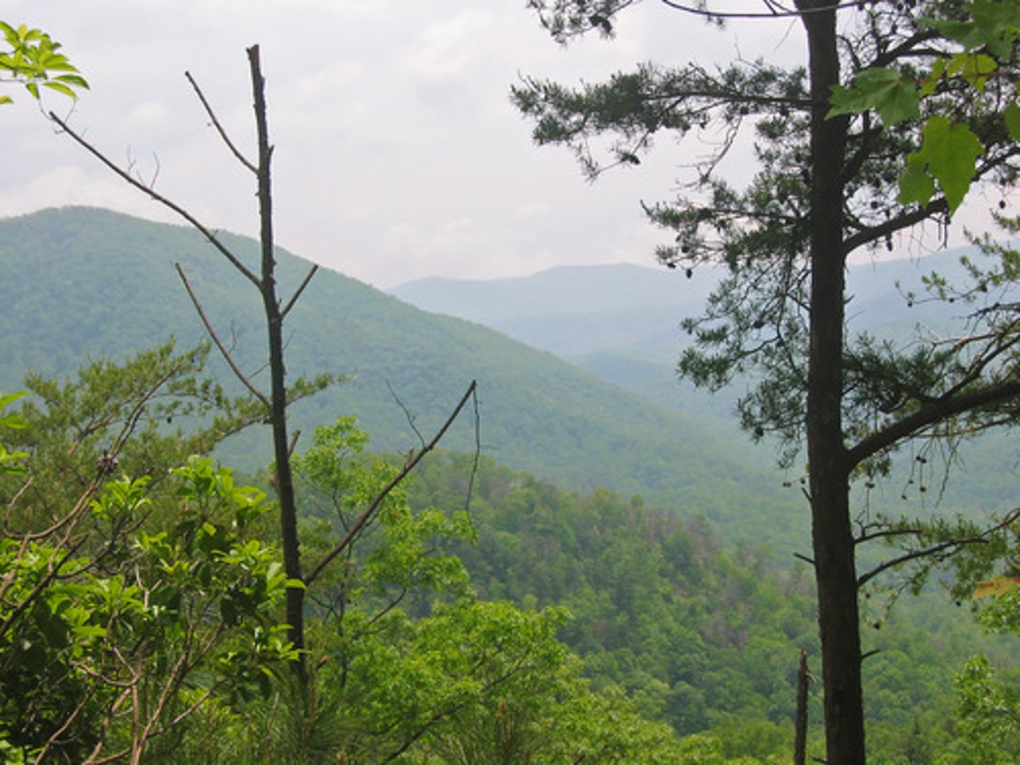 <p>North Carolina and Tennessee</p>
