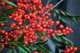 <p>Nandina berries</p>