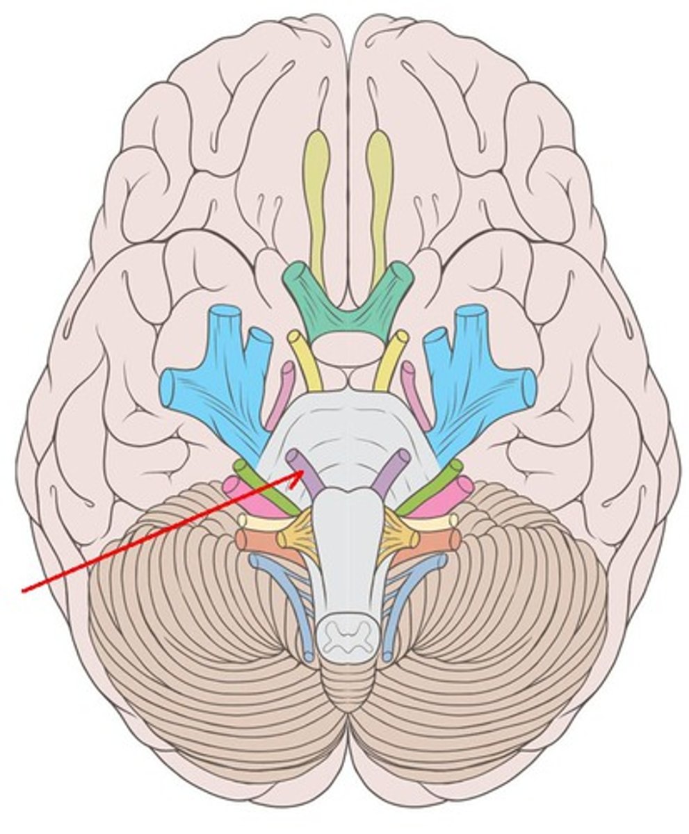 <p>abducens nerve: movement of the eyes laterally. Innervates the lateral rectus muscle. motor. emerge near the midline at the border of the pons and medulla, runs up the pons, exit at superior orbital fissure. </p>