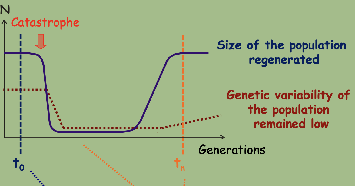 The population will have a given individual number and a given genetic variability. A catastrophe will cause a decrease in numbers leading to a decrease of genetic variability. This is also a random effect.

* Ex: Cheetah, Northern elephant seal