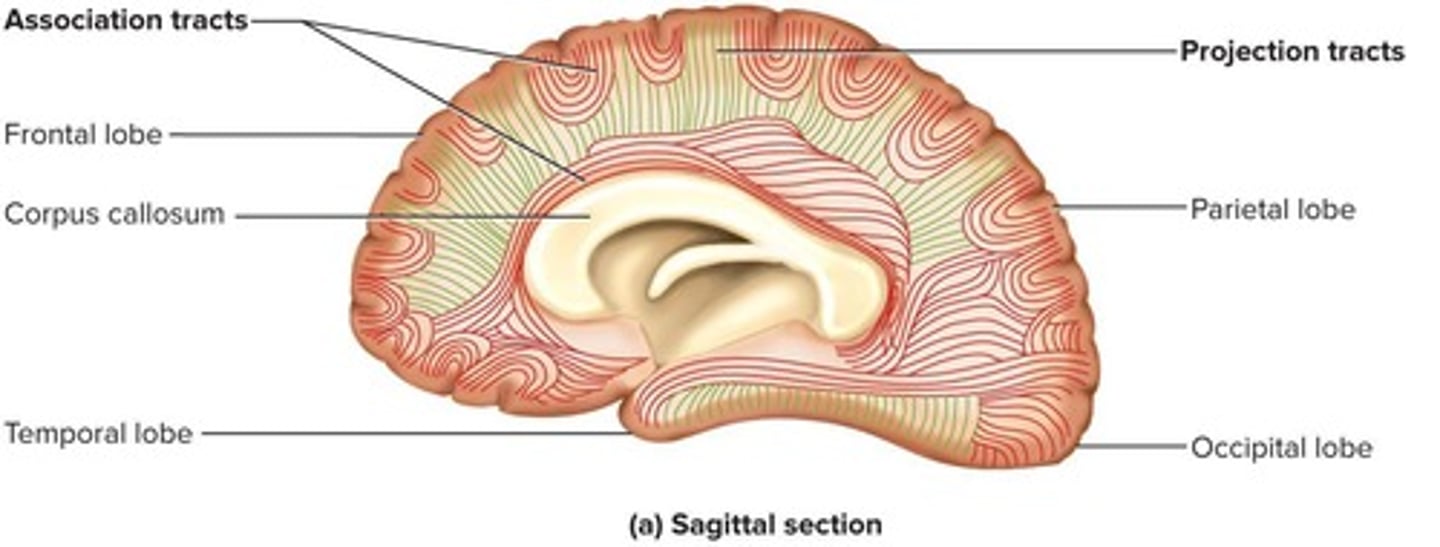 <p>Projection tracts, commissural tracts, and association tracts.</p>