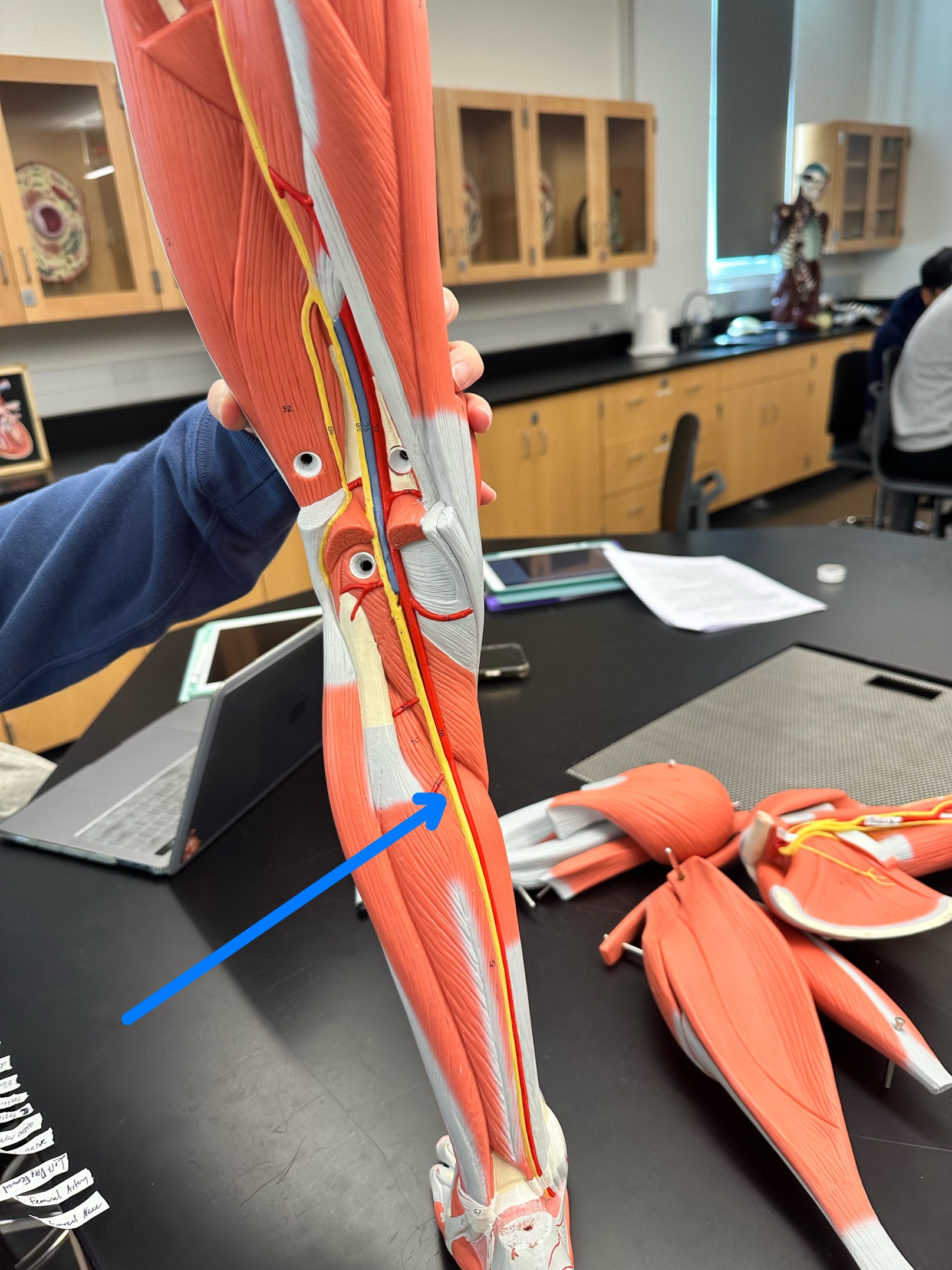 <p>ID nerve</p>