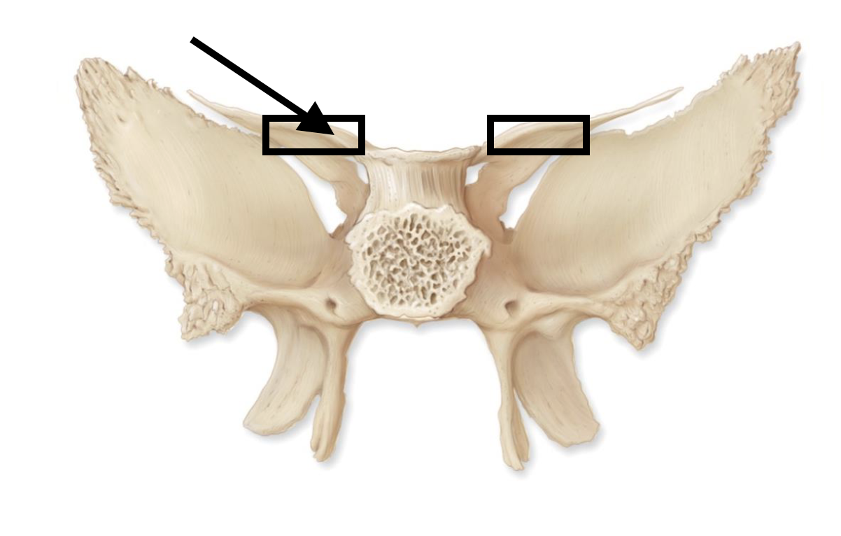 <p>Name the bone marking</p>