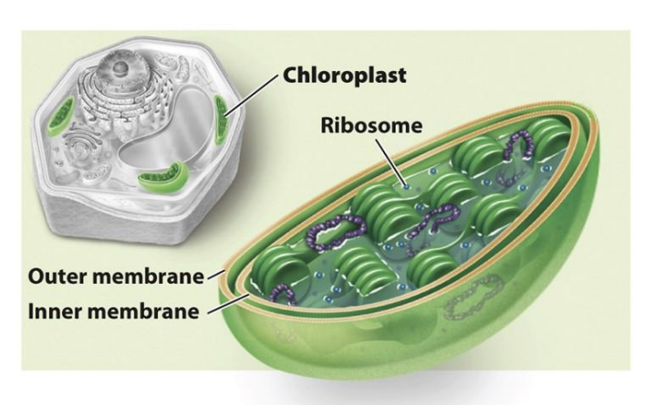<ul><li><p>sunlight to energy </p></li><li><p>double membrane </p></li><li><p>specific to photosynthetic eukaryotes </p></li></ul><p></p>