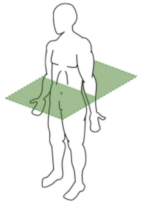 Passes through the middle of the body, dividing the body into top and bottom. 

Rotational movements occur in this plane.

eg. A pirouette in dance.