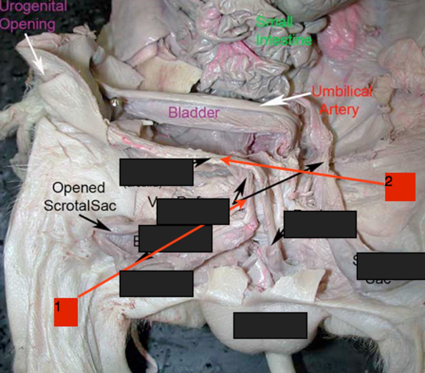 <p>-Makes up the urogenital duct</p><p>-Part of the Male Reproduction Tract</p>