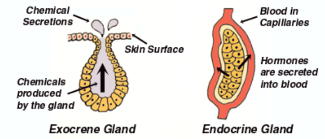 <p>Difference between exocrine and endocrine glands</p>