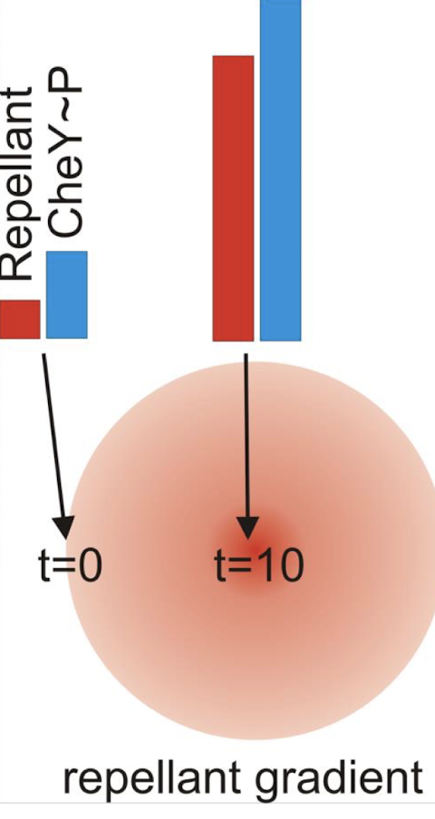 <p><strong>As the cell moves toward a repellent, CheA-P increases → constant tumbling → bacterium would become “stuck,” tumbling forever</strong></p>