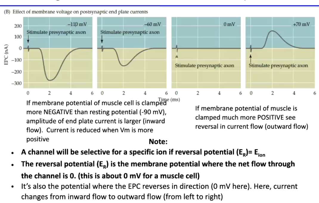 <p><strong>EPC amplitude & polarity depend on membrane potential (Em):</strong></p><ul><li><p><strong>Em more negative than resting (-90 mV)</strong> → larger <strong>inward EPC</strong> (stronger Na⁺ influx)</p></li><li><p><strong>Em more positive than resting</strong> → smaller EPC; at very positive potentials → <strong>outward current</strong> (K⁺ efflux dominates)</p></li><li><p><strong>Reversal potential (ER)</strong> = Em where <strong>net current = 0</strong></p><ul><li><p>For <strong>nAChR</strong>, ER ≈ 0 mV</p></li><li><p>At ER, EPC <strong>reverses direction</strong> (inward → outward)</p></li></ul></li><li><p><strong>Key point:</strong> ER indicates <strong>channel ion selectivity</strong>; current direction depends on <strong>Na⁺ and K⁺ driving forces</strong></p></li></ul><p></p>