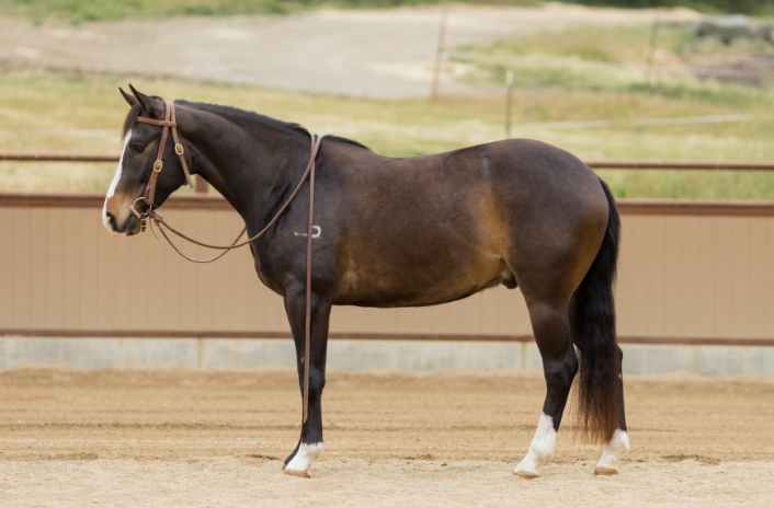 <p>Horses that have lighter shades of hair around the muzzle, eyes, flank, and elbow area, unlike black horses.</p>