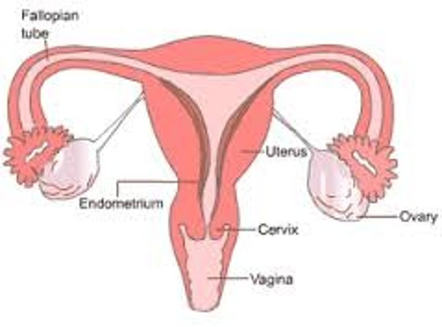 <p>Opening of the uterus that allows fluids (such as menstrual blood or sperm) to flow in and out of the uterus.</p><p>Lower part of uterus.</p><p>Expands &amp; contracts during childbirth.</p>