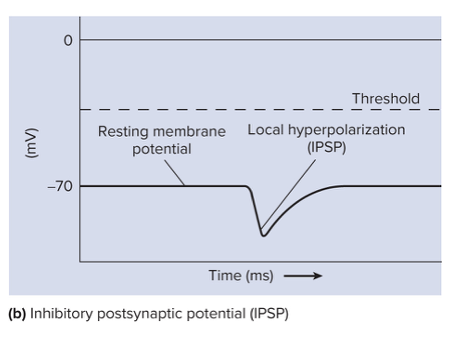 <ul><li><p>Hyperpolarization</p></li><li><p>Do not generate action potentials</p></li><li><p>Typically results from increase in the plasma membranes premeability to Cl<sup>-</sup>&nbsp;or K<sup>+</sup></p></li></ul><p></p>