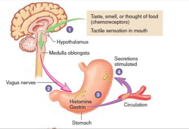 <p>What happens in the gastric phase?</p>
