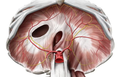 <p>major muscle of inspiration, separates thoracic and abdominal cavity</p>