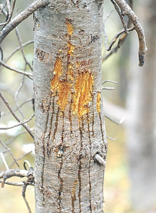 <p><span>A specific type of marking left on trees by bears, which serves as a form of communication. These markings, along with rubbing and biting, act as a "bulletin board" for bears, indicating their presence to other bears in the area.</span></p>