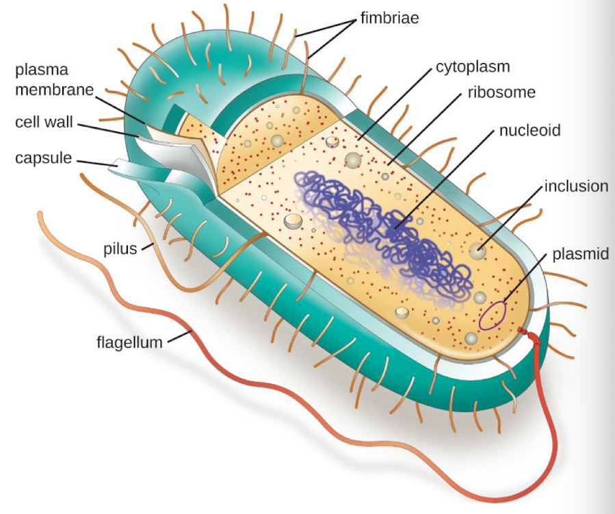 <ul><li><p>Outer membrane with LPS</p></li><li><p>Lipoprotein</p></li><li><p>cell wall</p></li><li><p>cell membrane</p></li></ul><p></p>