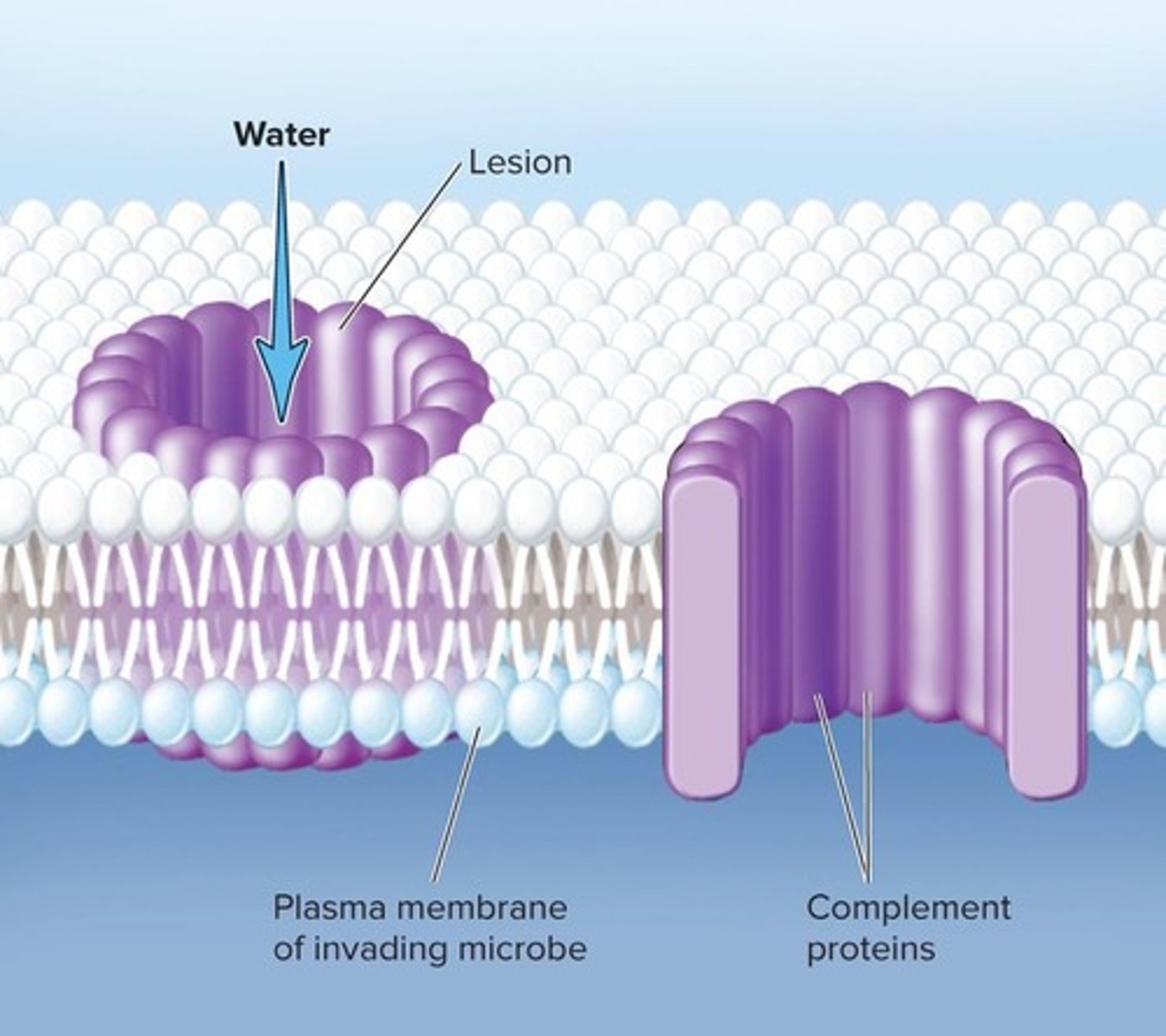 <p>Proteins that aggregate to form a membrane attack complex that creates a pore in the foreign cell's membrane, causing water to burst the cell.</p>