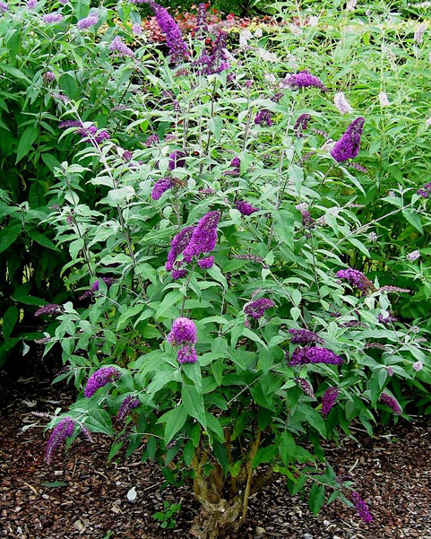 <p>Butterfly bush - <em>Buddleja davidii</em></p>