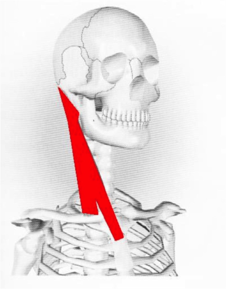 <p>Side of neck: Pulls head forwards and back, rotates head side to side (whiplash)</p>