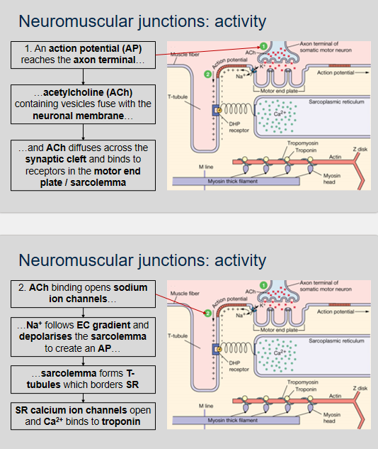 <p>During activity at the neuromuscular junction, the following events occur according to the sliding filament theory:</p><ol><li><p>An action potential (AP) reaches the axon terminal.</p></li><li><p>Acetylcholine (ACh)-containing vesicles fuse with the neuronal membrane and ACh diffuses across the synaptic cleft and binds to receptors in the motor end plate/sarcolemma.</p></li><li><p>ACh binding opens sodium ion channels.</p></li><li><p>Na+ follows its electrochemical gradient and depolarizes the sarcolemma, creating an AP.</p></li><li><p>The sarcolemma forms T-tubules which border the sarcoplasmic reticulum (SR).</p></li><li><p>SR calcium ion channels open and Ca2+ binds to troponin, causing a conformational change in the troponin-tropomyosin complex, which exposes the myosin-binding sites on actin.</p></li></ol>