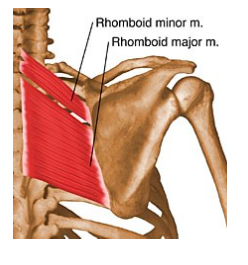 <p>Four-sided, generally flat, and have parallel fibers</p><p>Ex: Rhomboid, pronator quadratus</p>