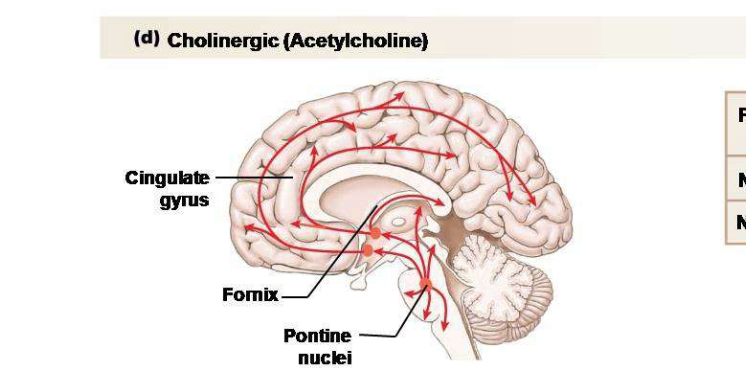 <p>Explain the role of the acetylcholine neurotransmitter.</p>