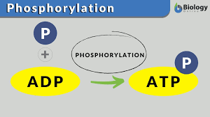 <p>the process of adding a phosphate group (PO3-) to a molecule, most commonly a protein</p>