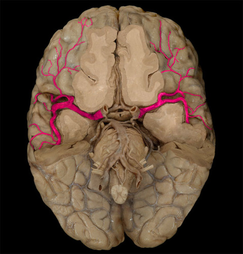 <ul><li><p>largest branch of internal carotid artery,</p></li><li><p>supplies blood to entire lateral cortex.</p></li><li><p>involved in language because it provides blood to subcortical structures of temporal and frontal lobes</p></li></ul>