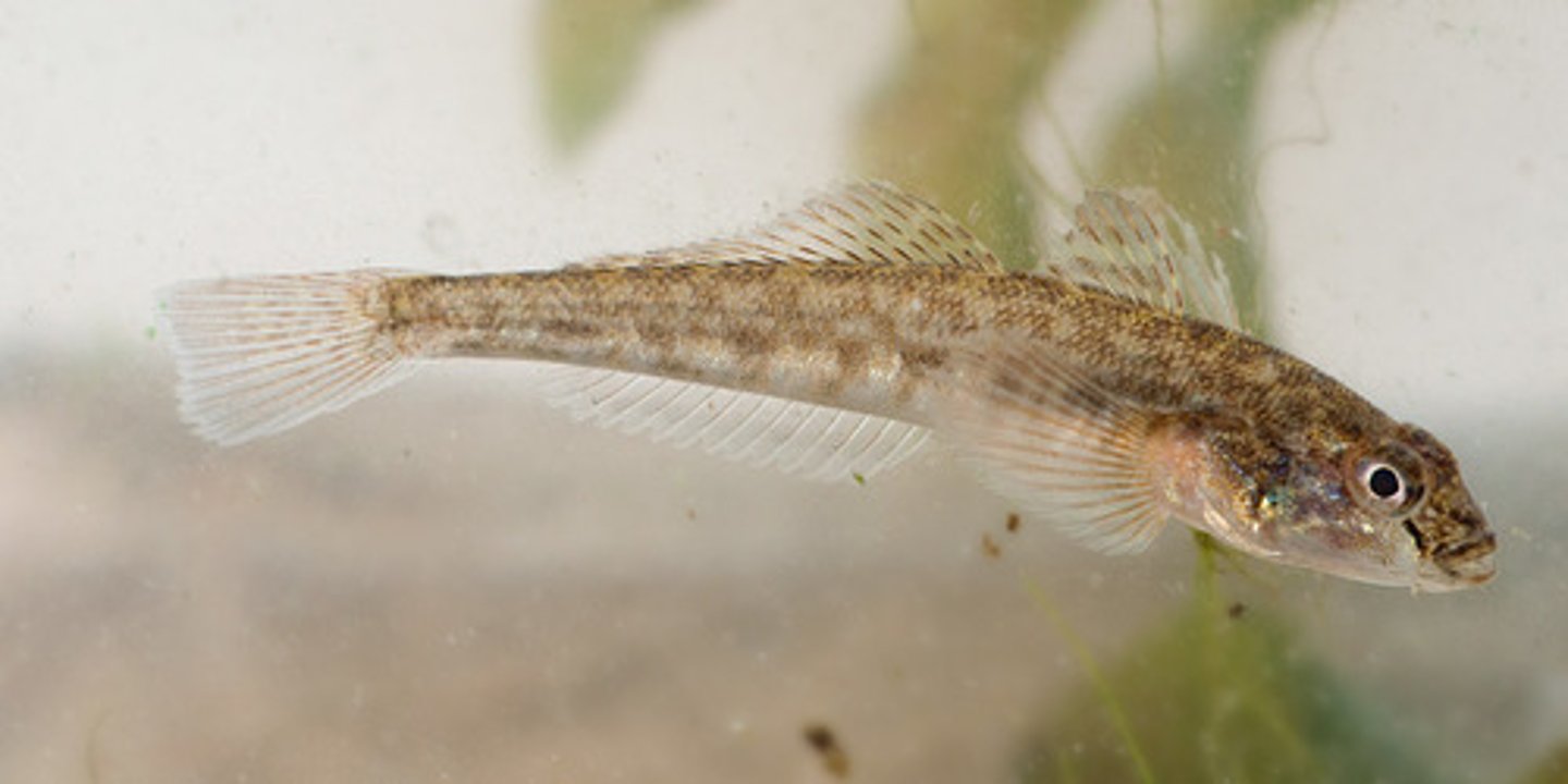 <p>invasive from Eastern Europe, feeds on eggs of other fish and invasive mussels, so swim bladder (benthic). - Habitat: lakes</p>