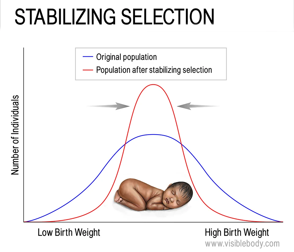 <p></p><p>: pattern of natural selection in which an intermediate form of a trait is adaptive, and extreme forms are selected against</p><ul><li><p>Examples: body mass in populations of sociable weaver birds, human baby birth weight</p></li></ul>