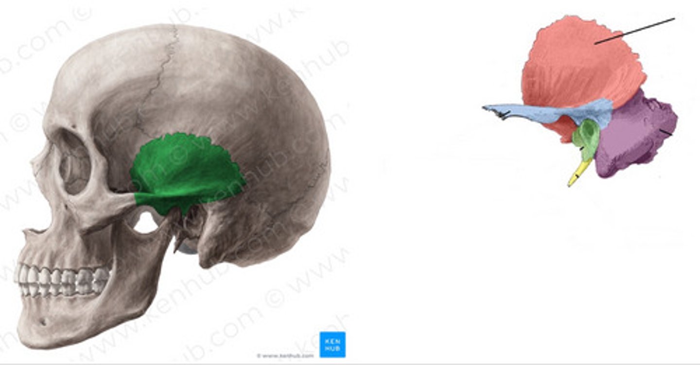 <p>wat is dit? (rechts)</p>