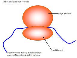 <p>Ribosomes </p>