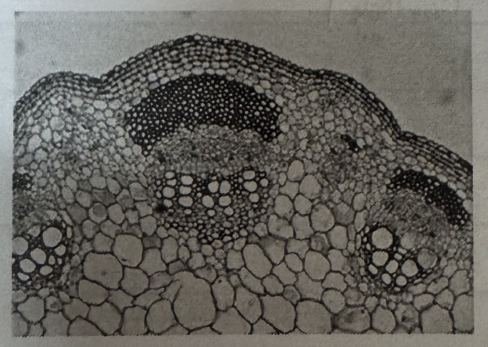 <p>what types of microscope was the image take with ? </p>